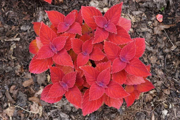 Hermoso Coleus Rojo Campire Una Planta Tropical Color Brillante — Foto de Stock