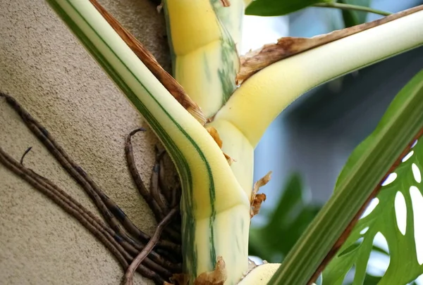 Gros Plan Sur Belle Tige Une Plante Très Panachée Monstera — Photo