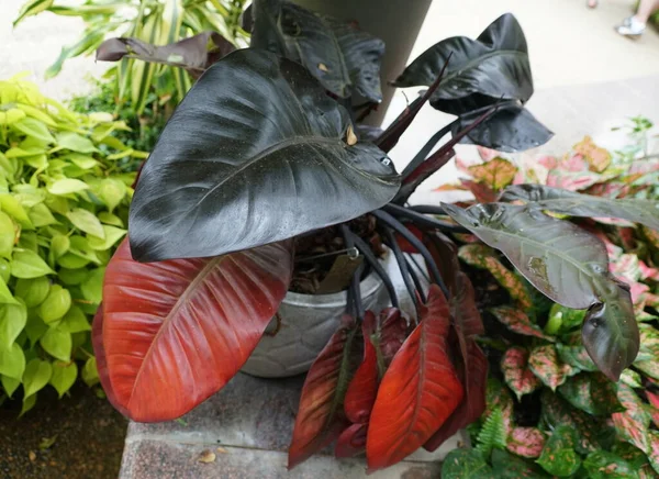 Red and black leaves of Philodendron Black Cardinal, a popular indoor houseplant