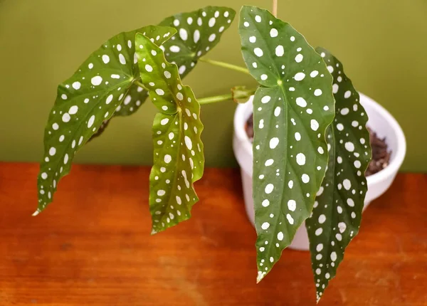 Polka Dot Begonia Also Known Begonia Maculata — Stock Photo, Image