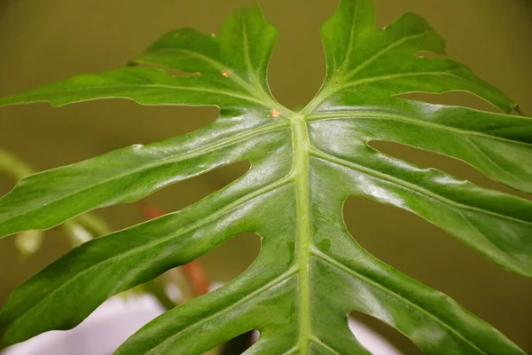 屋内熱帯植物であるフィロデンドロンラジウムのユニークな葉形 — ストック写真