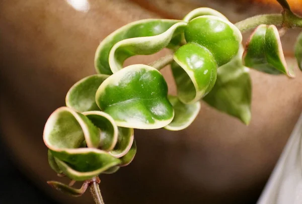 A variegated Hindu Rope plant, with scientific name Hoya Carnosa