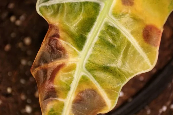 アロカシアの燃えた葉の閉じるポリー象の耳の植物 — ストック写真