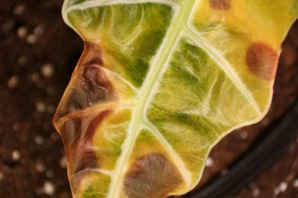 Alocasia 'nın yanmış bir yaprağını kapat Polly Fil Kulağı bitkisi