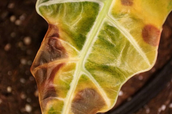 Close up of a burned leaf of Alocasia Polly Elephant Ear plant