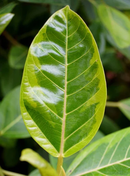 Beautiful leaf of Council Tree 'Variegata', with scientific name Ficus Altissima