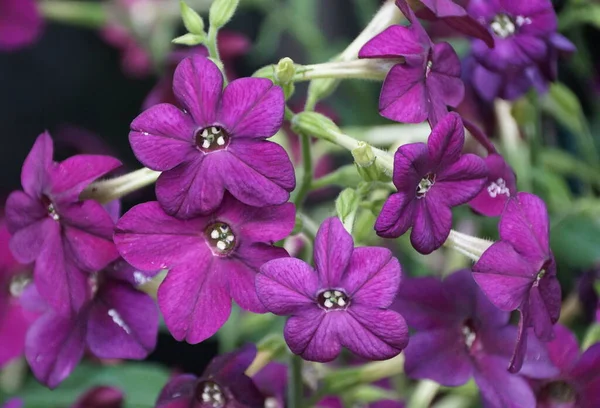 Beautiful Cluster Flowering Tobacco Perfume Deep Purple Full Bloom — Stockfoto