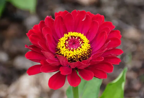 Dark Red Color Zinnia Flower Full Bloom Summer — Zdjęcie stockowe