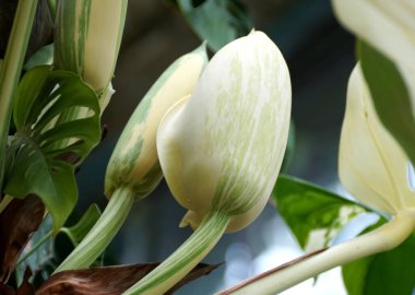 Değişik bir Monstera Deliciosa Albo bitkisinin büyük çiçek tomurcukları.