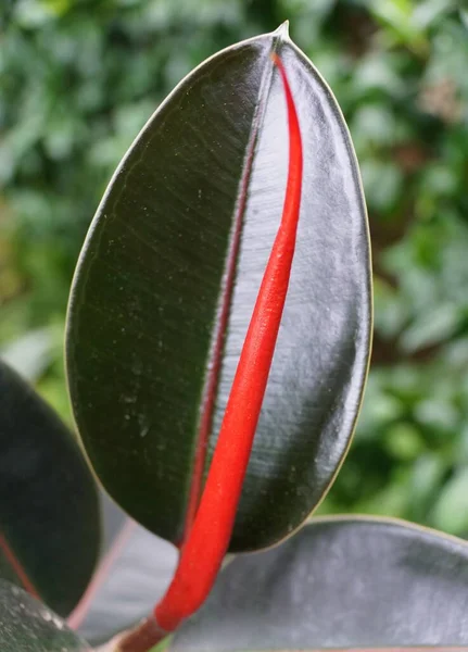 Fényes Sötétzöld Vörös Levél Ficus Burgundy Rubber Növény — Stock Fotó