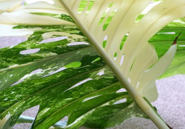 Çok çeşitli bir Monstera Deliciosa Albo bitkisinin güzel yaprağını kapatın.