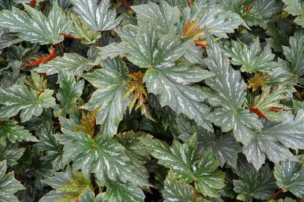 Indah Dan Bentuk Unik Daun Begonia Lana Cane — Stok Foto