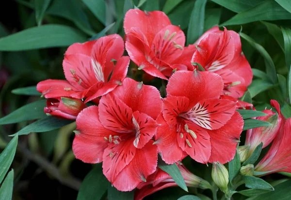 Couleur Rouge Vif Lis Péruvien Colorita Kate Fleurs — Photo