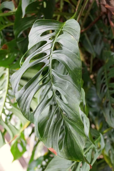 Zbliżenie Dużego Zielonego Liścia Monstera Esqueleto Wspinaczka Tropikalna Roślina — Zdjęcie stockowe