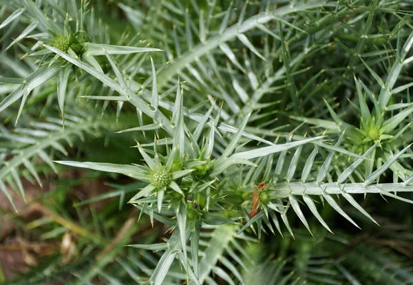 Tiny Green Sharp Leaves Eryngium Umbellifera Parsley Family — Stock Photo, Image