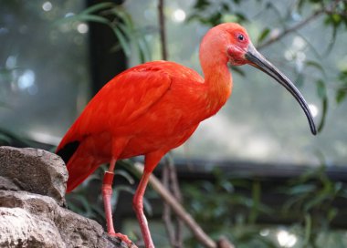 Beautiful red Scarlet ibis searching for food on the ground
