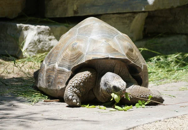 Large Galapagos Tortoise Eating Grass Ground — Foto Stock