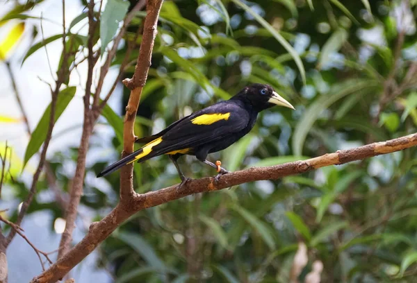 Yellow Rumped Cacique Perching Tree Branch — Stockfoto