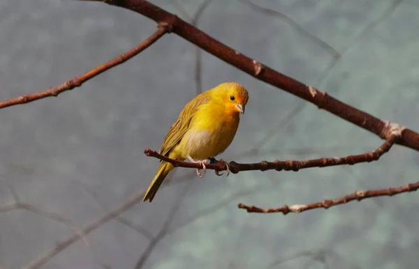 Saffron Finch Perching Tree Branch — Stockfoto