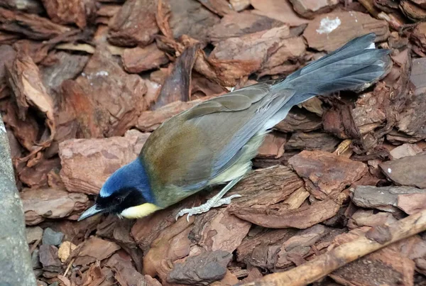 Blå Krönt Skrattretande Fågel Söker Mat Marken — Stockfoto