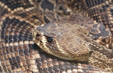Close up of the beautiful patterns of Eastern Diamondback Rattlesnake, originally from Southeastern United States of America