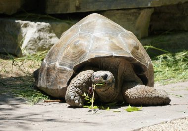 Close up of a large Galapagos tortoise eating the grass