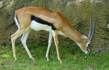 Bir Thomson ceylanının üzerinde yerde ot yiyen güzel kürk desenleri.