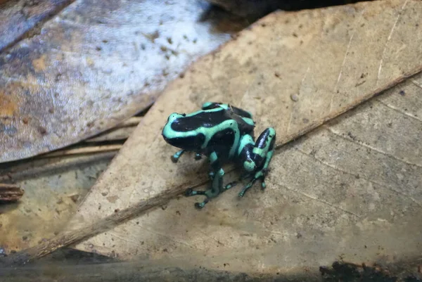 乾燥した茶色の葉の上に緑と黒の毒ダーツカエル — ストック写真