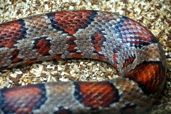 Gros Plan Sur Les Magnifiques Motifs Serpent Maïs Originaire Sud — Photo
