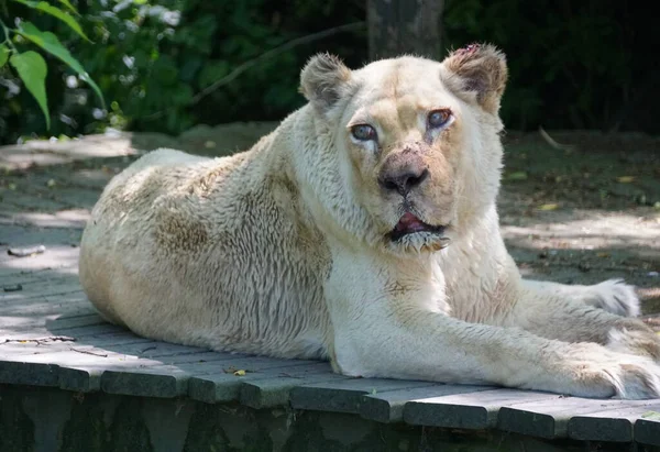 Close Leão Branco Fêmea Relaxante Olhando Para Longe — Fotografia de Stock