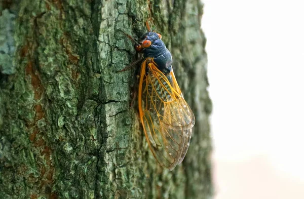 Cicadas Red Wings Tree Branch — Foto de Stock