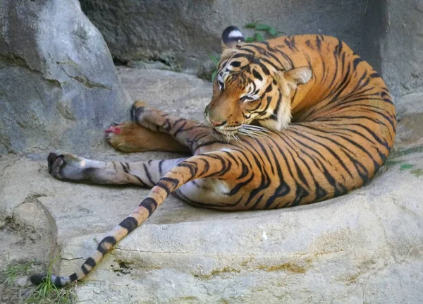 Μια Μαλαισιανή Τίγρη Όμορφες Ρίγες Που Χαλαρώνουν Στο Έδαφος — Φωτογραφία Αρχείου