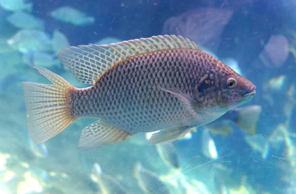 Nahaufnahme Einer Weile Tilapia Einem Fischbecken — Stockfoto