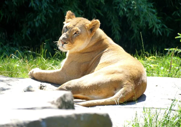 Close Female Lion Relaxing Staring Away — 图库照片