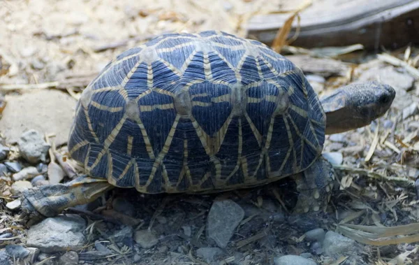 Beautiful Patterns Shells Pancake Tortoise — 图库照片