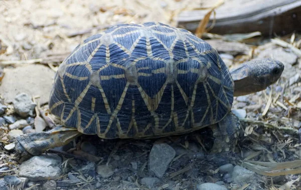 Hermosos Patrones Las Conchas Una Tortuga Panqueque —  Fotos de Stock