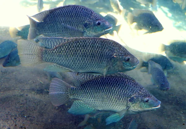 Nahaufnahme Einer Schule Von Tilapia Einem Fischbecken — Stockfoto