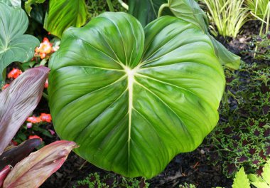 Philodendron 'un büyük yeşil yaprakları Dean McDowell, bir tropikal bitki