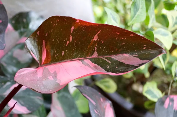 Philodendron Pembe Prensesi 'nin güzel pembe ve siyah yaprağı. Popüler bir bitki.