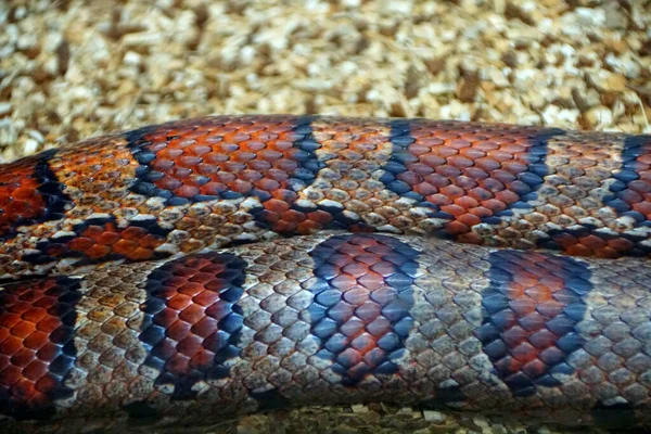 Detailní Záběr Krásné Vzory Corn Snake Původem Jihovýchodu Spojených Států — Stock fotografie