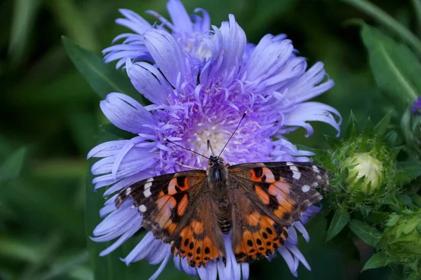 Nahaufnahme Eines Schmetterlings Der Eine Blaue Gänseblümchenblume Bestäubt — Stockfoto