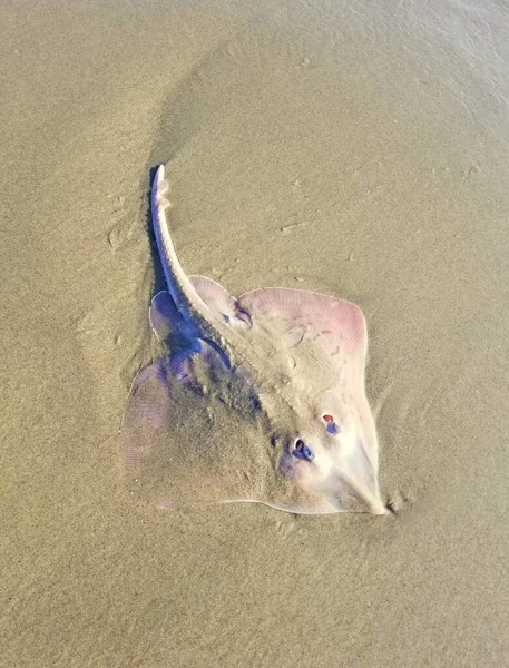 งเกรย ชมพ บนชายหาด — ภาพถ่ายสต็อก