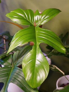 Florida Güzeli Philodendron 'un parlak ve eşsiz yeşil bir yaprağı.