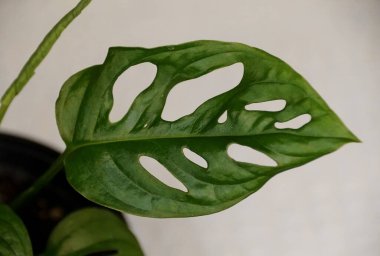 Monstera Adansonii Laniata 'nın güzel yaprağı, tırmanan tropikal bir bitki.