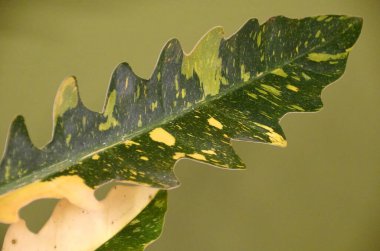 Philodendron Ateş Çemberi 'nin çeşitli bir yaprağı, popüler bir bitki türü.