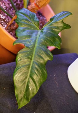 Philodendron Altın Ejderi 'nin eşsiz yeşil yaprağı.