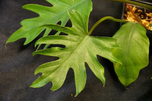 Philodendron Mayoi 'nin eşsiz yeşil yaprağı, Philodendron Tahiti olarak da bilinir.