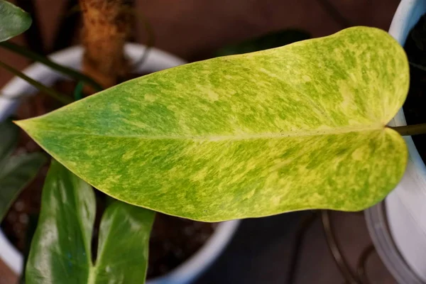 Philodendron Boyalı Kadın 'ın değişik bir yaprağı. Popüler bir ev bitkisi.