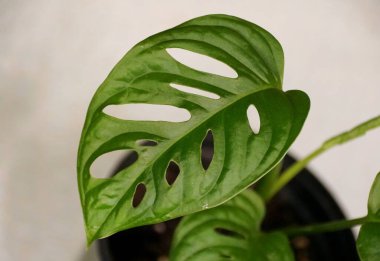 Canavar Adansonii Laniata 'nın güzel fenestrated yaprağı