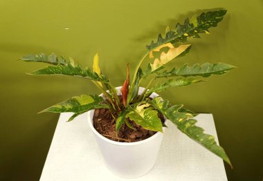 Philodendron Ateş Çemberi 'nin güzel bir yaprağı, popüler bir bitki.